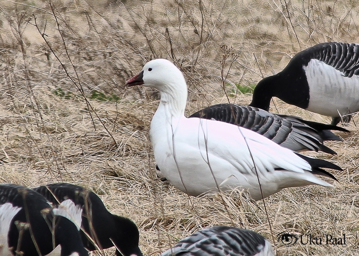 Väike-lumehani (Anser rossii)
Orjaku, Hiiumaa, 20.04.2024

Uku Paal
Keywords: ross's goose