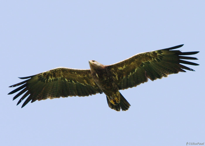 Väike-konnakotkas (Aquila pomarina)
Viljandimaa, juuni 2009

UP
Keywords: lesser spotted eagle