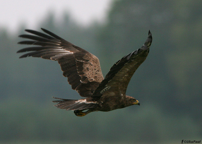 Väike-konnakotkas (Aquila pomarina)
Vara, Tartumaa, 7.9.2008. Tõenäoliselt 2. kalendriaasta lind. Sabakattesulgede U-kujund suhteliselt selge, koosneb kergelt kollakatest sulgedest.
Keywords: lesser spotted eagle
