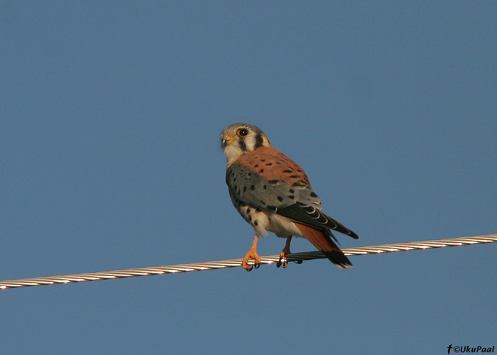 Ameerika tuuletallaja (Falco sparverius)
Avamaastikel väga tavaline liik. Bodie, California

UP
Keywords: amer kestrel