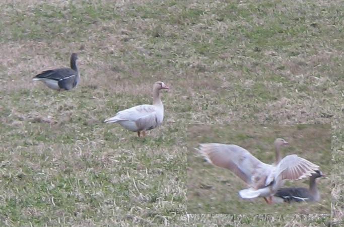 Leukistlik suur-laukhani (Anser albifrons)
Kumna, Harjumaa, 3.5.2011

Ranno Puumets
Keywords: white-fronted goose