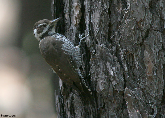 Picoides arizonae
Mt Lemmon , Arizona

UP
Keywords: arizona woodpeck