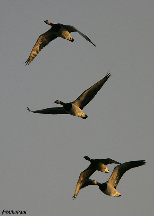 Lagled (Branta bernicla et leucopsis)
Sõrve säär, 11.10.2007

UP
Keywords: brent barnacle goose