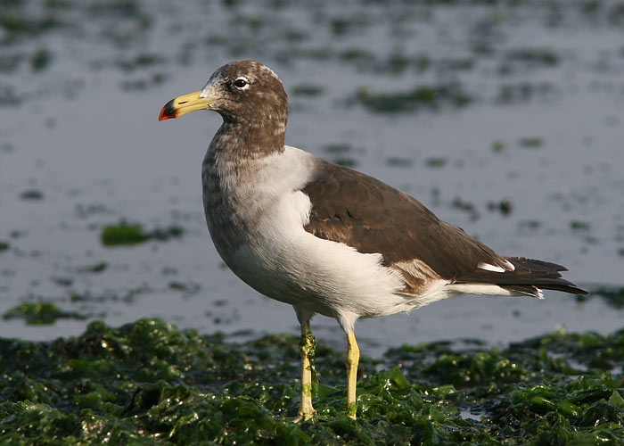 Belcher´s Gull/Band-tailed Gull (Larus belcheri)
Belcher´s Gull/Band-tailed Gull (Larus belcheri), Paracas

RM
