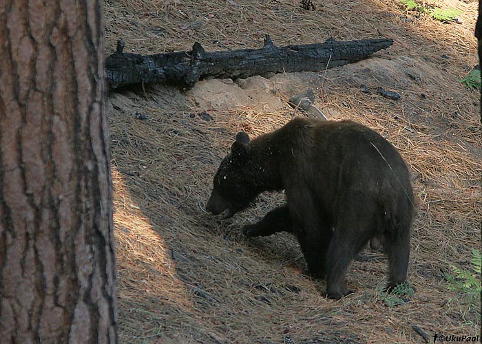 Ursus americanus
Rahvusparkide karud on imimestega harjunud ja võivad käituda ka aggressiivselt. Yosemitis liikudes tuleb ööseks toit ja muu intensiivsema lõhnaga kraam spetsiaalsetesse raudkappidesse panna. Toidukraami öösel autosse jättes riskid sellega, et karud murravad autosse või saad valvuritelt suure trahvi. Liigeldes tuleb tähelepanelik olla, et teed ületavale karule otsa ei sõidaks. Suurtest hoiatussiltidest ja regulatsioonidest hoolimata nägime kogu retke jooksul vaid kahte karu. Õnneks piisavalt kaugelt.  Yosemite rahvuspark, California

UP
Keywords: bear