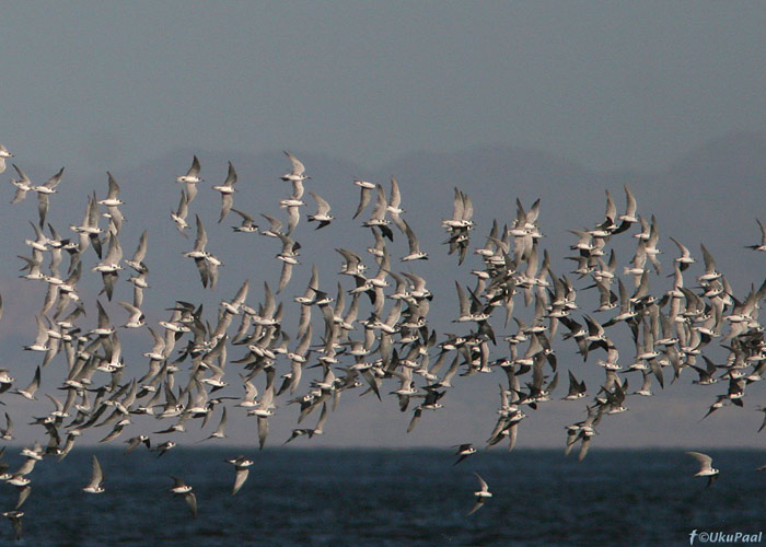 Mustviires (Chlidonias niger surinamensis)
Salton Sea, California

UP
Keywords: black tern