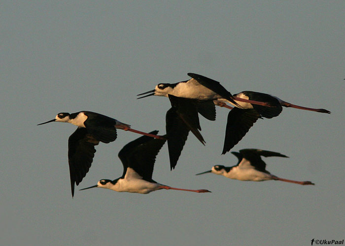 Mustpea-karkjalg (Himantopus mexicanus)
Salton Sea, California

UP
Keywords: black-necked stilt