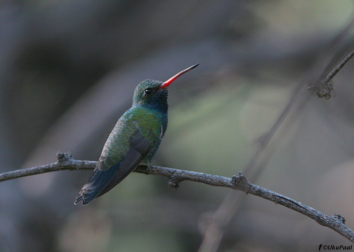 Cynanthus latirostris
Tucson, Arizona

UP
Keywords: broad-billed hummingbird