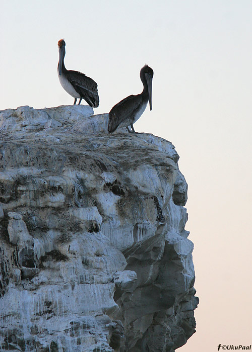 Pruunpelikan (Pelecanus occidentalis)
Santa Cruz, California

UP
Keywords: brown pelican