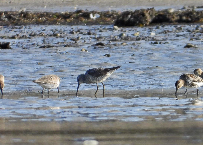 Pikkjalg-rüdi (Calidris himantopus)
Tallinn, 22.09.2023. Eesti esmasleid.

Merike Hiibus
Keywords: stilt sandpiper