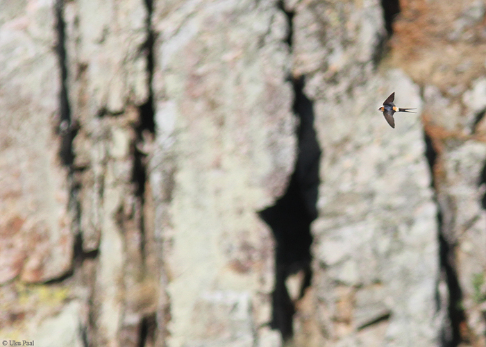 Roostepääsuke (Cecropis daurica rufula)
Hispaania 2014

UP
Keywords: red-rumped swallow