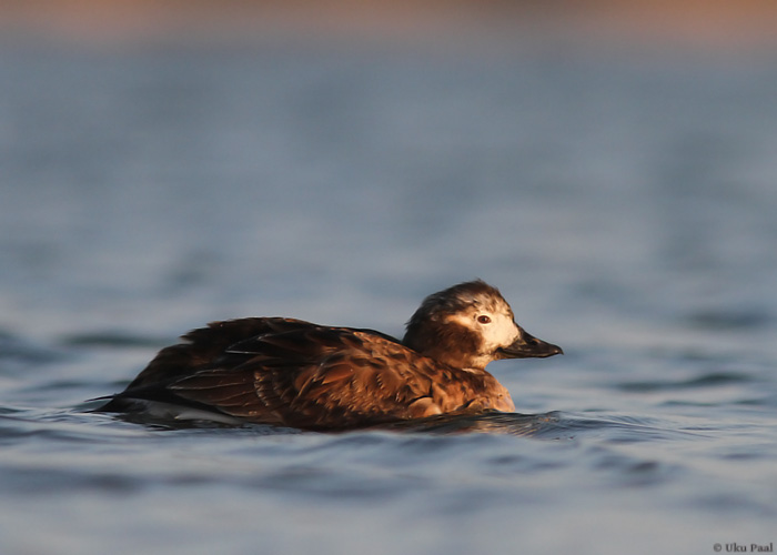 Aul (Clangula hyemalis)
Saaremaa, aprill 2014

UP
Keywords: long-tailed duck