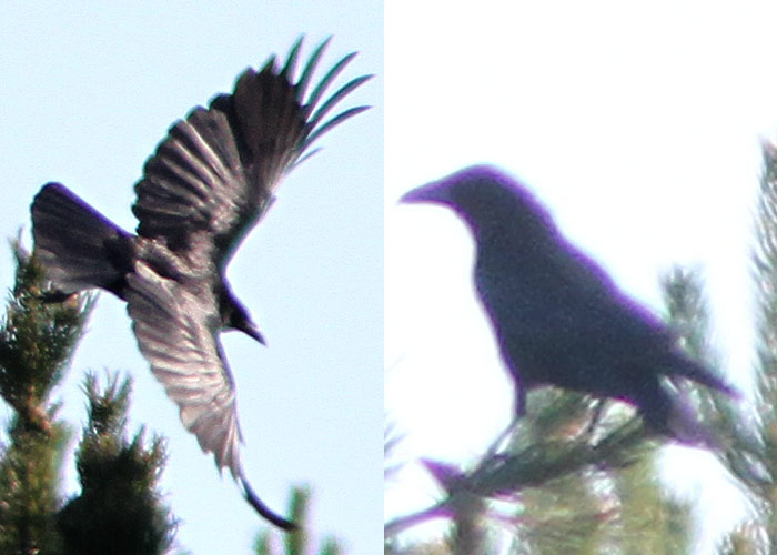 Mustvares (Corvus corone corone)
Ristna, Hiiumaa, 13.5.2012. 7. vaatlus Eestile.

UP
Keywords: carrion crow