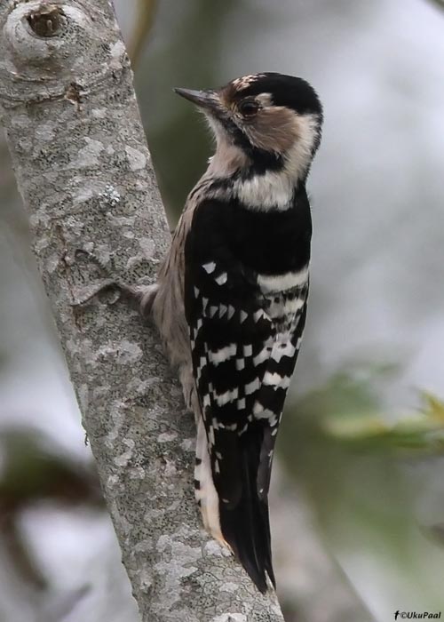 Väike-kirjurähn (Dendrocopos minor)
Läänemaa, oktoober 2011

UP
Keywords: lesser spotted woodpecker