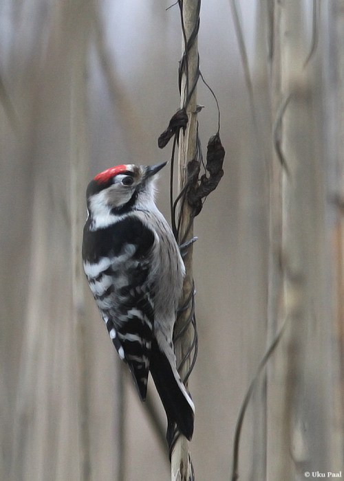 Väike-kirjurähn (Dendrocopos minor) isane
Tartumaa, jaanuar 2014

UP
Keywords: lesser spotted woodpecker