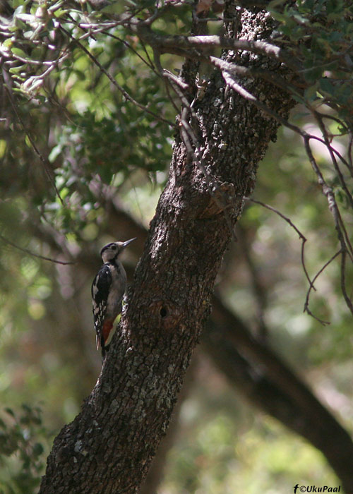 Salu-kirjurähn (Dendrocopos syriacus)
Akseki, august 2008
Keywords: syrian woodpecker