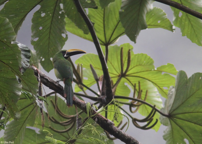Smaragdtuukan (Aulacorhynchus prasinus)
Peruu, sügis 2014

UP
Keywords: EMERALD TOUCANET