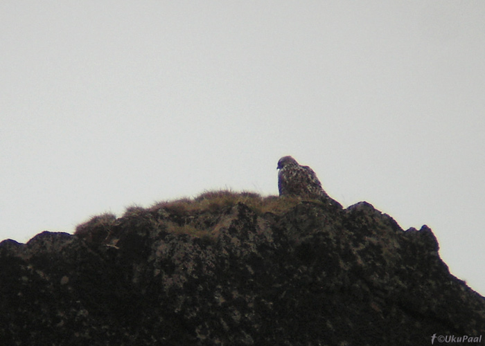 Jahipistrik (Falco rusticolus)
Vardo, Norra, juuni 2008. Vihmases ilmas sulgi puhastav isend. Teoreetiliselt peaks liigi leidmine Varangeri fjordi piirkonnas lihtne, endal õnnestus siiski näha vaid üks isend ja seegi suure töö tulemusel. Digiscoping.
Keywords: gyrfalcon