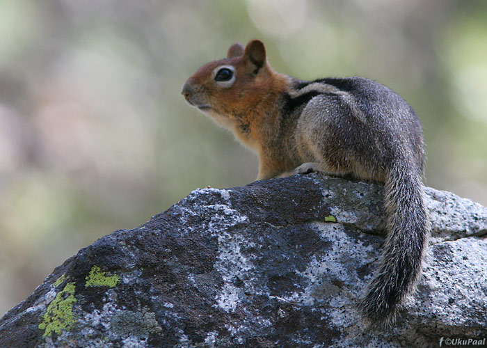 Spermophilus lateralis
Yosemite rahvuspark, California

UP
Keywords: ground squirrel