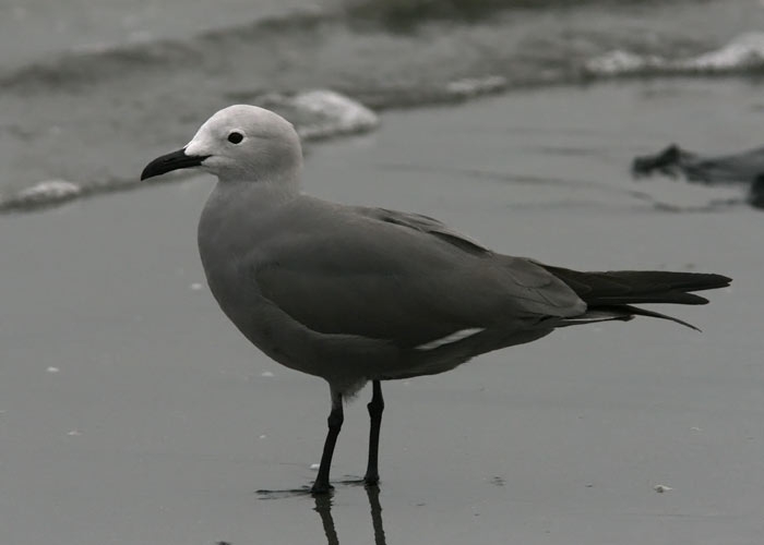 Grey Gull (Larus modestus)
Grey Gull (Larus modestus), Paracas

RM

