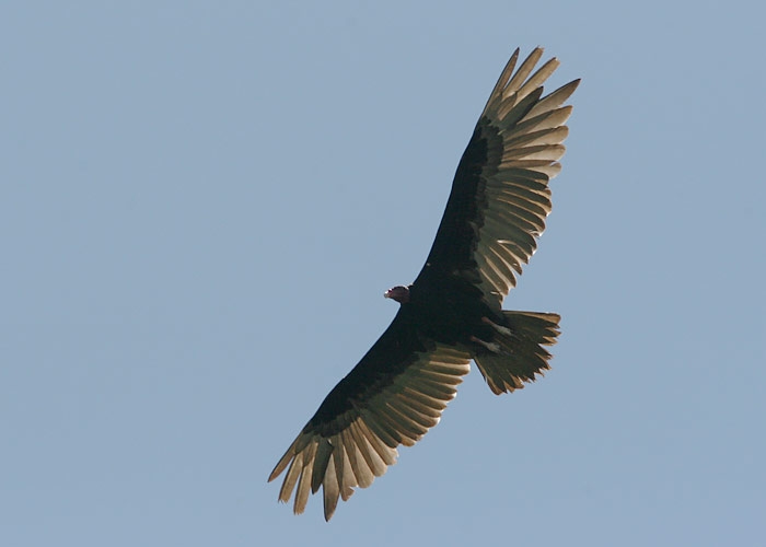 Greater Yellow-headed Vulture (Cathartes melambrotus)
Greater Yellow-headed Vulture (Cathartes melambrotus), Amazonas

RM

