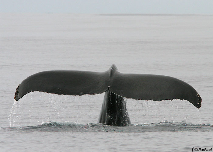 Küürvaal (Megaptera novaeangliae)
Monterey laht, California

UP
Keywords: humpback whale