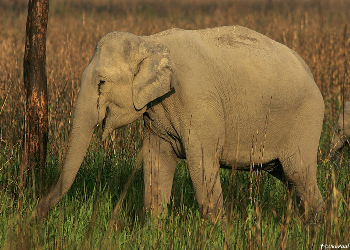 Elevant
Kaziranga NP, aprill 2010

UP
Keywords: elephant