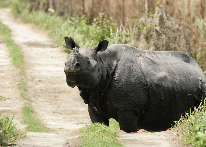 Ninasarvik
Kaziranga NP, aprill 2010

UP
Keywords: rhino
