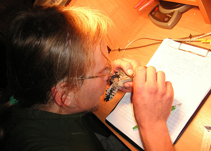 Rõngastamine
Jaak väike-kirjurähni rõngastamas. Kabli 17.10.2005

UP
Keywords: birders