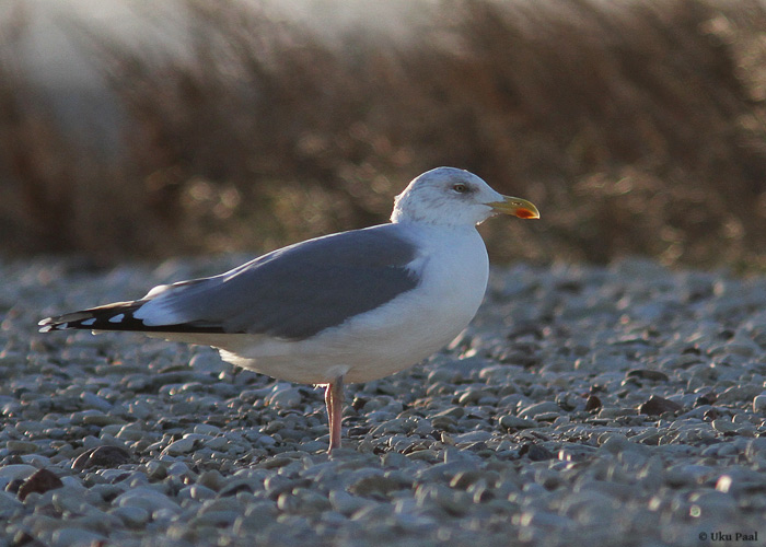 Hõbekajakas (Larus argentatus)
Saaremaa, detsember 2013

UP
Keywords: herring gull