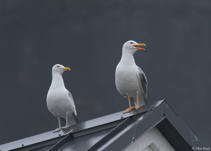 Hõbekajakas (Larus argentatus)
Saaremaa, juuni 2014

UP
Keywords: herring gull