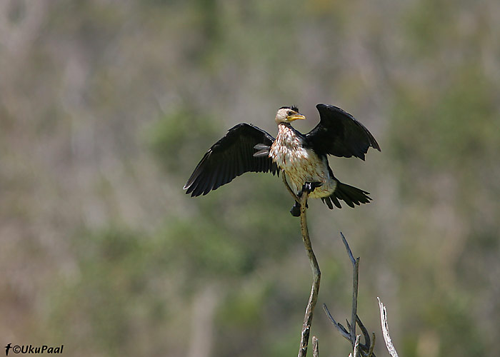 Kagu-kääbuskormoran (Phalacrocorax melanoleucos)
Mareeba Wetlands NP, Detsember 2007
Keywords: little pied cormorant