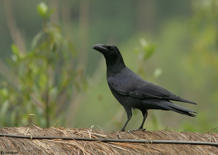 Džunglivares (Corvus macrorhynchos levaillantii) 
Kaziranga NP, aprill 2010

UP
Keywords: large billed crow