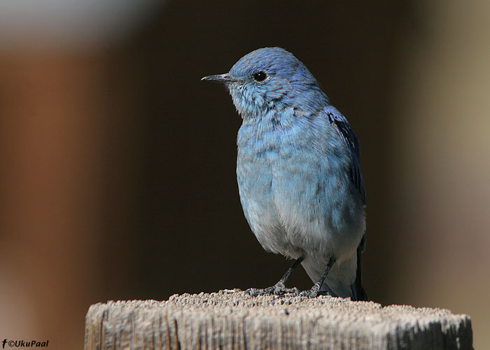 Mägi-sinilind (Sialia currucoides)
Bodie, California

UP
Keywords: mountain bluebird