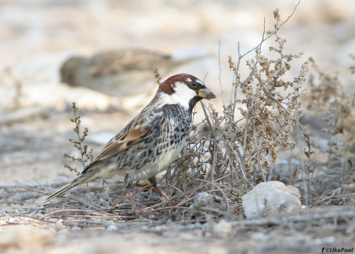 Pajuvarblane (Passer hispaniolensis)
UP
Keywords: spanish sparrow