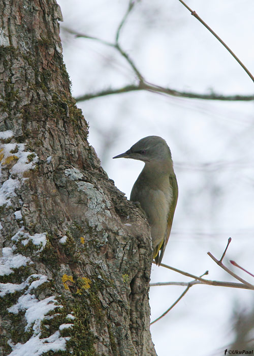 Hallpea-rähn (Picus canus)
Valgamaa, märts 2010

UP
Keywords: grey-headed woodpecker