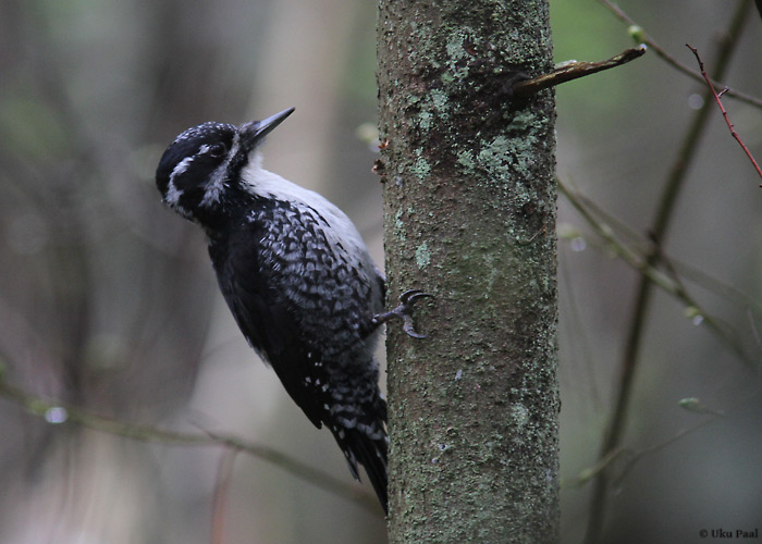 Laanerähn (Picoides tridactylus) emane
Pärnumaa, mai 2014

UP
Keywords: three-toed woodpecker