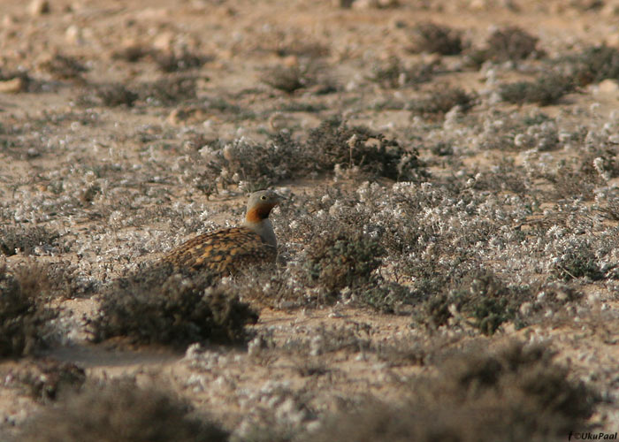 Mustkõht-vuril (Pterocles orientalis)
Costa Calma, Fuerteventura, märts 2009

UP
Keywords: black-bellied sandgrouse