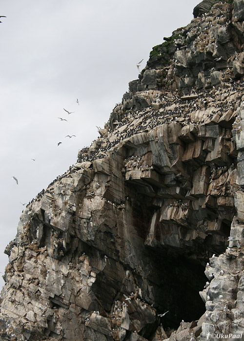 Hornoya linnukoloonia
Hornoya saar, Norra, juuni 2008. Saarel pesitseb 5 liiki alklasi, kaljukajakad, karikormoranid, tundrakiurud, randkiurud jne. Merel võib harvem näha jää-tormilindu ja suulat. Söödikännid käivad tihti koloonias pesitsevaid linde kimbutamas.
Keywords: colony