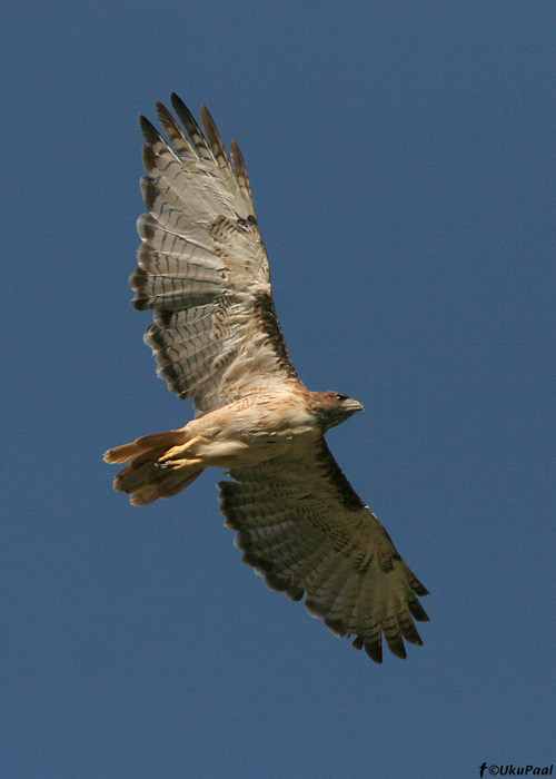 Punasaba-viu (Buteo jamaicensis)
Kino Springs, Arizona

UP
Keywords: red-tailed hawk
