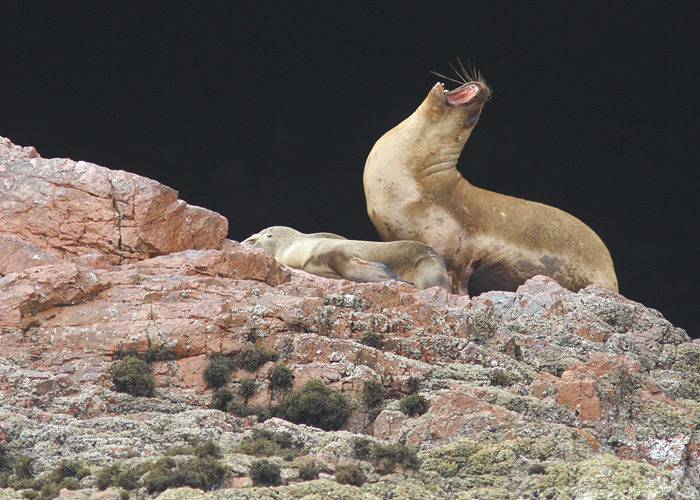 Merilõvi
Peruu, sügis 2014

UP
Keywords: sea-lion