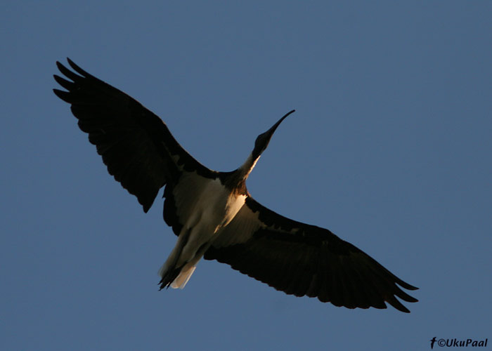 Kaelusiibis (Threskiornis spinicollis)
Kerang, Detsember 2007
Keywords: straw-necked ibis