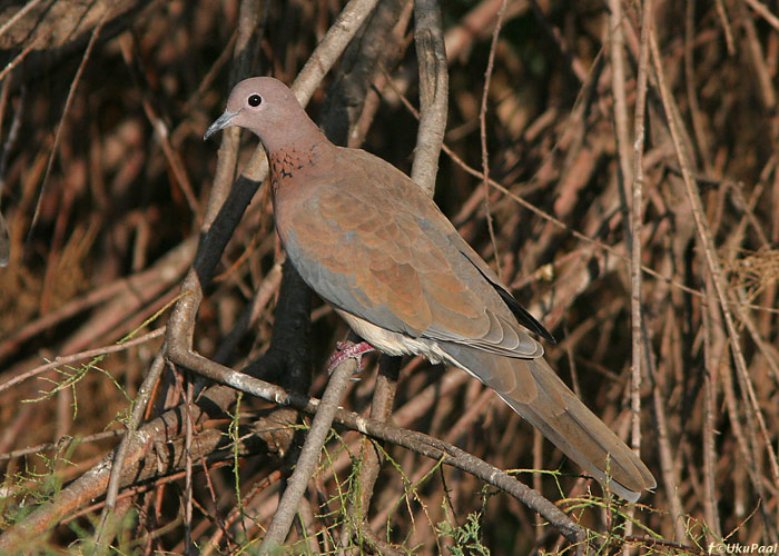 Küla-turteltuvi (Streptopelia senegalensis)
Ma’Agan Mikhael

UP
Keywords: laughing dove