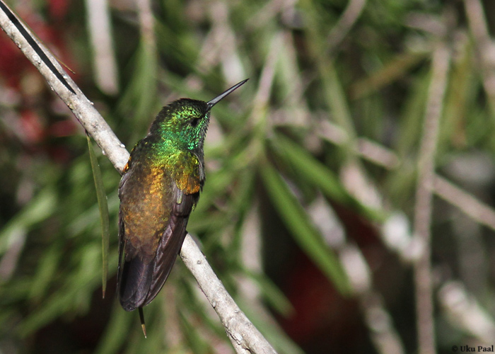 Panama, jaanuar 2014

UP
Keywords: snowy-bellied hummingbird