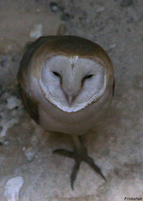 Loorkakk (Tyto alba)
Nizzana

UP
Keywords: barn owl