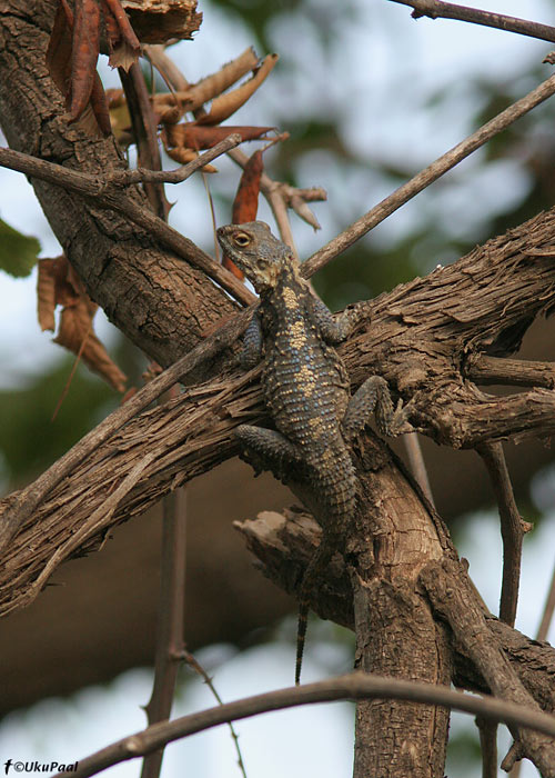 Karesaba-agaam (Laudakia stellio)
Alanya, august 2008. 
Keywords: lizard
