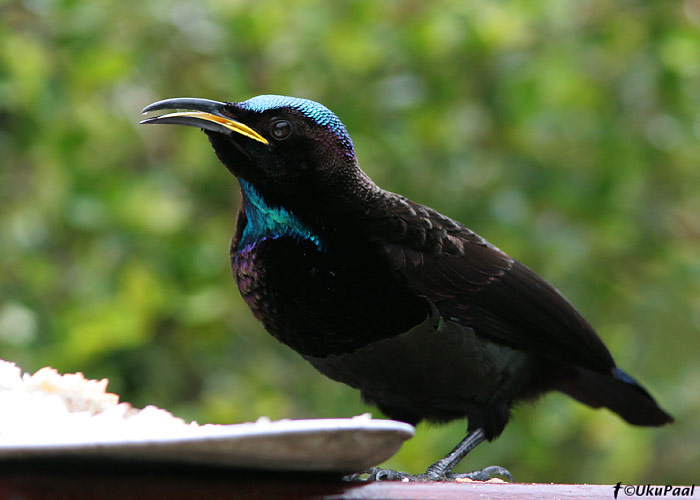 (Ptiloris victoriae)
Paluma NP, Detsember 2007. Riflebirdid on ühed kaunimad Austraalia linnud.
Keywords: victoria's riflebird
