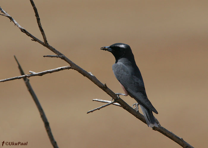 (Artamus superciliosus)
Victoria, Detsember 2007
Keywords: white-browed woodswallow
