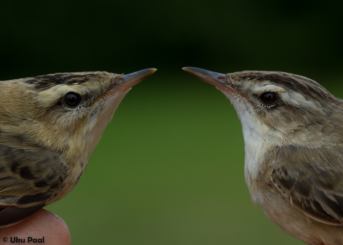 Kõrkja-roolind (Acrocephalus schoenobaenus) 1a ja 1a+
Vaibla linnujaam, 6.8.2015. Vanalinnu sulestikul on kahvatum toon ja sulestik on kulunum (parempoolne lind). Noorlinnu sulestik on kollakama tonaalsusega ja sulestik paremas konditsioonis.

UP
Keywords: sedge warbler