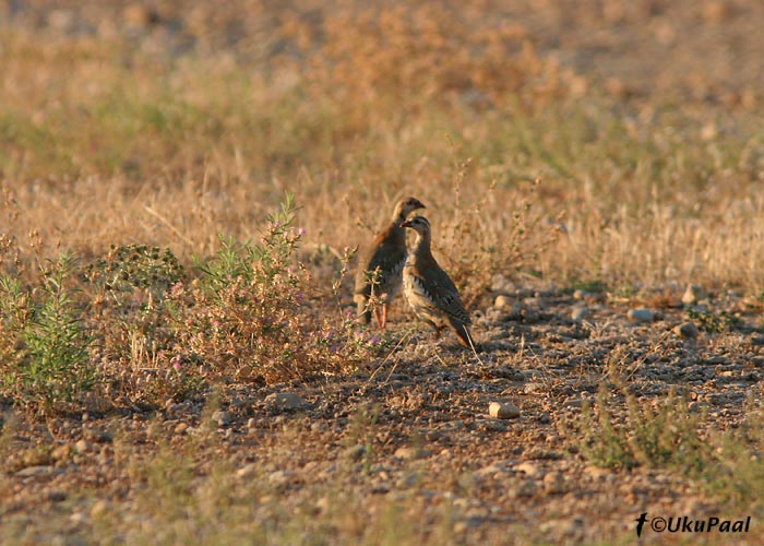 Lääne-kivikana (Alectoris rufa)
La Crau stepp, Prantsusmaa, 5.8.2007
Keywords: red-legged partridge